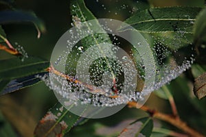 Spiderweb