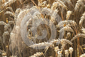 SpiderWeb Between Ears of Wheat