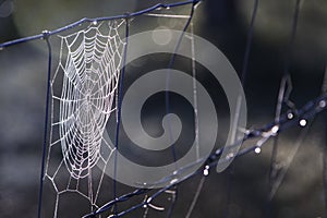 Spiderweb in farm fencing, barbed wire and livestock fence