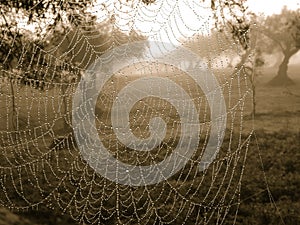 Spiderweb