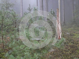 Spiderweb in the forest with fog waterdrops