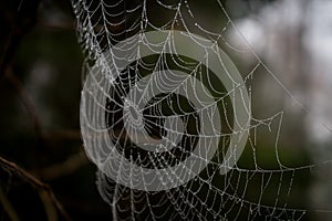 Spiderweb in closeup, can see water drops photo