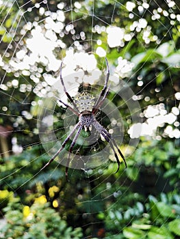 Spiderweb with Forest Tree Background