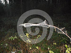 Spiderweb in the forest with waterdrops