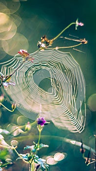 Spiderweb macro