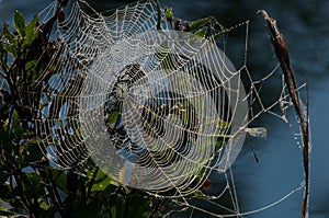 Spiderweb in morning