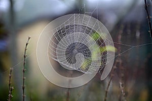 Spiderweb on morning fog and blurred natute background