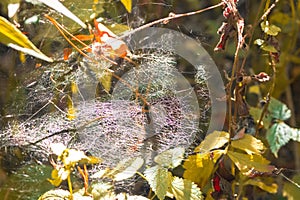 Spiderweb in morning light. Autumn landscape. Cobweb in morning haze. Spider web with fallen leaves in sunlight.