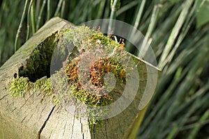 Spiderweb on moss on an old post