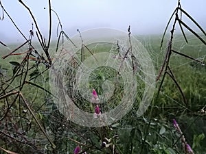 Spiderweb near paddyfield