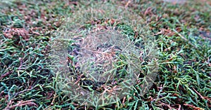 Spiderweb over a bush