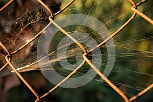 Spiderweb on a rusty metal fence