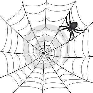 A Spiderweb with Spider photo