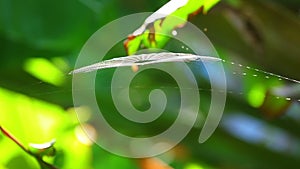 Spiderweb Spider Catching The Morning Breeze Bokeh Backgroung