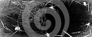 Spiderweb with spiders isolated on black grunge background. Halloween party panoramic black and white illustration