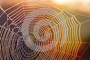 Spiderweb in the Sunshine with Colorful Rays of Light photo