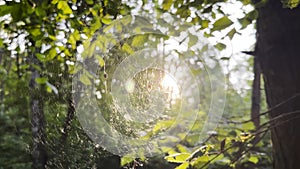 Spiderweb swaying in wind with sunlight at background. Spider builds a cobweb in forest. Beautiful scene on summer park at sunset