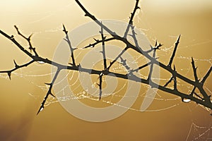 Spiderweb on thorn bush