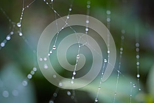 Spiderweb threads sparkling with morning dew drops