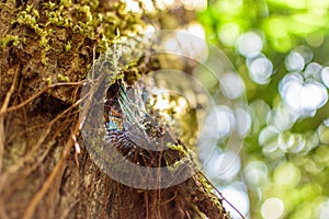 Spiderweb on Tree in Forest