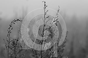 Spiderweb between two plants early in the morning. Drops of dew on a web. Black and white nature background