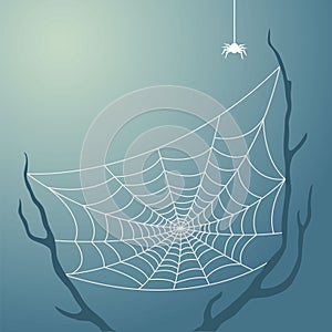 Spiderweb