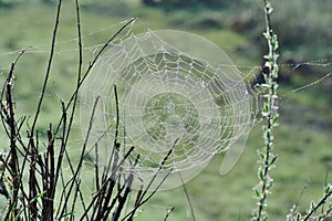 Spiderweb with Water Drops