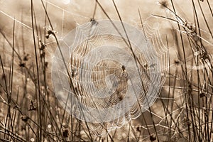 Spiderweb on a dewy meadow in early autumn morning