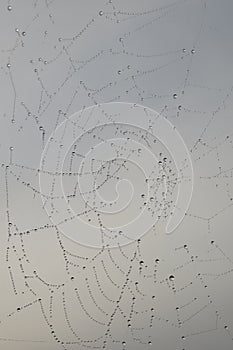 Spiderweb and water drops on gray background