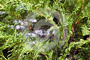 Spiderweb with water drops on green plants