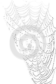Spiderweb with waterdrops on white background photo