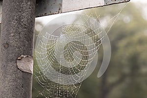 Spiderweb Wet With Dew