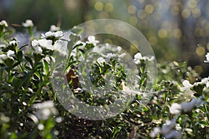 Spiderweb in White Flowers