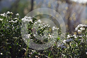 Spiderweb in White Flowers