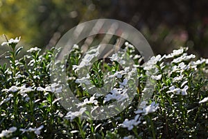 Spiderweb in White Flowers