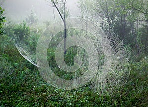 Spiderwebs on a Foggy Morning