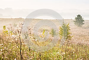 Spiderwebs in meadow