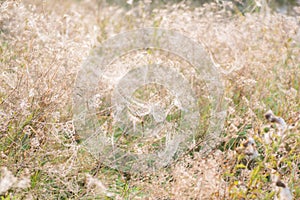 Spiderwebs in meadow