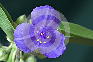 Spiderwort