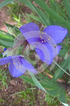 Spiderwort