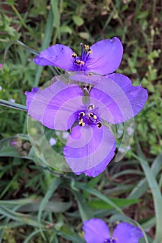 Spiderwort