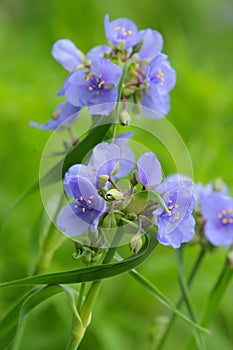 Spiderwort in bloom photo