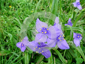 Spiderwort or Bluejacket or Tradescantia ohiensis flowers