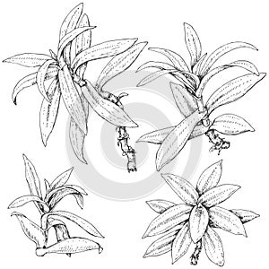 Spiderwort Branches Sketch