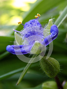 Violet Spiderwort flower Close Up photo