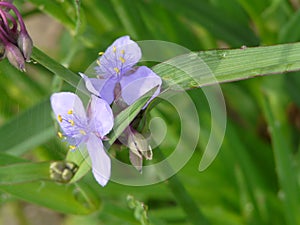 Spiderwort Closeup with Dew and Web