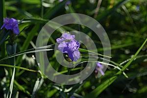 Spiderwort flowers.