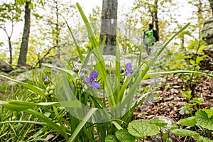 Spiderwort Flowers with Appalachian Trail and Hiker