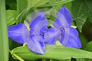 Spiderwort photo