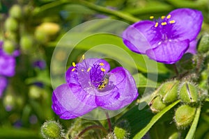 Spiderwort plant with ladybug photo